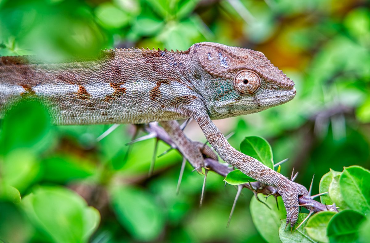 Panther chameleon